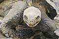 Galapagos Giant Tortoise