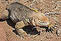 Galapagos Land Iguana