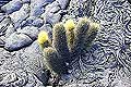 Galapagos Lava Cactus