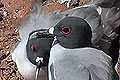 Galapagos Lava Gull