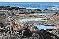 Galapagos Marine Iguana