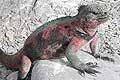 Red Marine Iguana