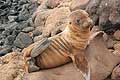 Galapagos Sea Lion Pups