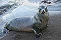 Galapagos Sea Lion