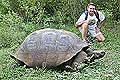 Galapagos Tortoise