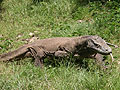 Komodo dragons Indonesia