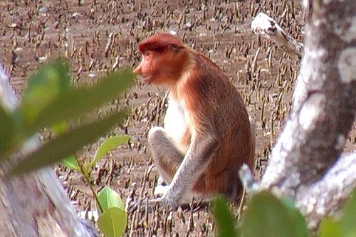Proboscis Monkey Bako National Park Sarawak Malaysian Borneo