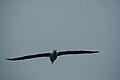 Royal Albatross, Otago peninsula, Dunedin, New Zealand