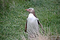 Yellow-eyed Penguins, Otago peninsula, Dunedin, New Zealand