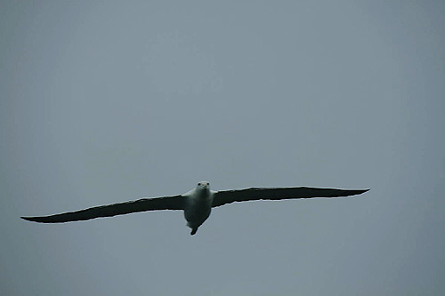Royal Albatross Otago Peninsula Dunedin New Zealand Photo Alexander Krivenyshev WorldTimeZone