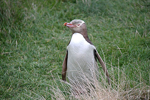 Yellow-eyed Penguins Otago Peninsula Dunedin New Zealand  Photo Alexander Krivenyshev WorldTimeZone