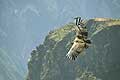 Andean Condor Vultur gryphus flying over the Colca canyon in Peru