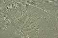 The Condor Long-Tailed Mockingbird ancient geoglyphs Nazca Desert in southern Peru