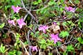 Purple flowers of Rhododendron dauricum bagulnik Chita region Siberia Russia