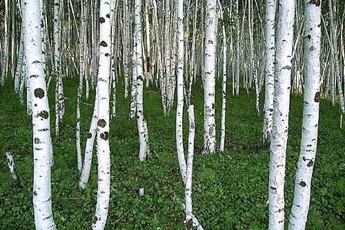 White Birch trees Betula platyphylla in Siberia Chita region Russia