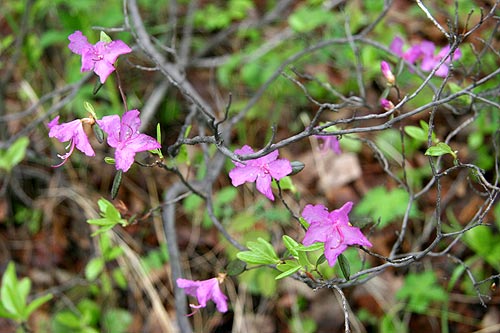 Purple flowers of Rhododendron dauricum bagulnik Chita region Siberia Russia