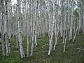 Siberia Birch trees Russia