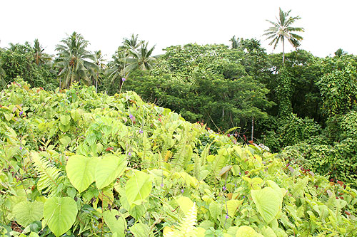 Pulemelei pyramid Tia Seu Ancient Mound largest and most ancient structure in Polynesia Savaii Samoa photo Alexander Krivenyshev WorldTimeZone