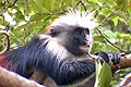 Zanzibar Red Colobus monkey Zanzibar Tanzania