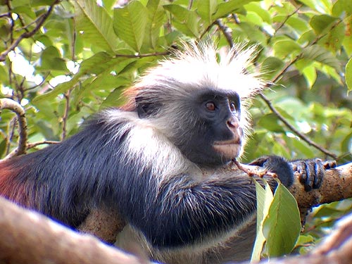 Zanzibar Red Colobus monkey Zanzibar Tanzania