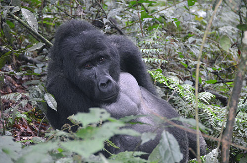 Silverback gorilla male leader Habinyanja Group Bwindi Impenetrable National Park Uganda photo Alexander Krivenyshev WorldTimeZone