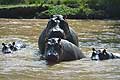 Hippos in the Ishasha River border between Uganda and Congo Queen Elizabeth National Park