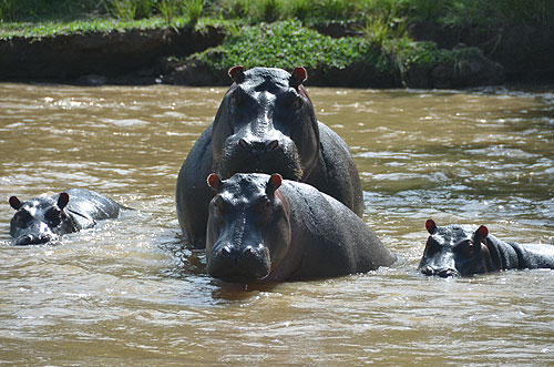 Hippos Ishasha River border Uganda and Congo Queen Elizabeth National Park Uganda photo Alexander Krivenyshev WorldTimeZone