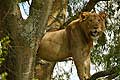 Tree-climbing lion Ishasha sector Queen Elizabeth National Park Uganda