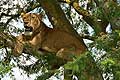 Tree climbing lioness Ishasha sector Queen Elizabeth National Park Uganda