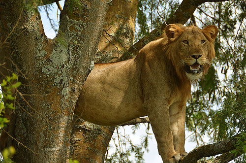 Tree-climbing lion Ishasha sector of the Queen Elizabeth National Park Uganda photo Alexander Krivenyshev WorldTimeZone
