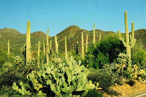 Organ Pipe Cactus National Monument, Arizona 
