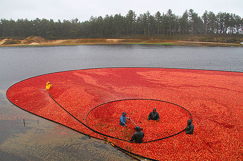 Cranberry harvest in Massachusetts Photo Alexander Krivenyshev WorldTimeZone