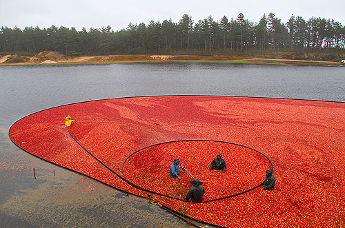Cranberry harvest in Massachusetts World Time Zone