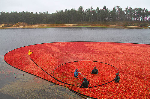 Cranberry harvest in Massachusetts World Time Zone