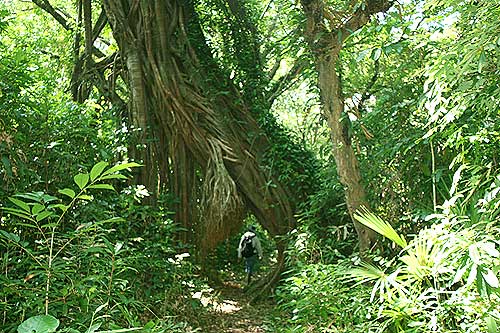 Ujung Kulon National Park Java - Indonesia